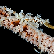 DSC 1743