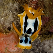 DSC 4549
